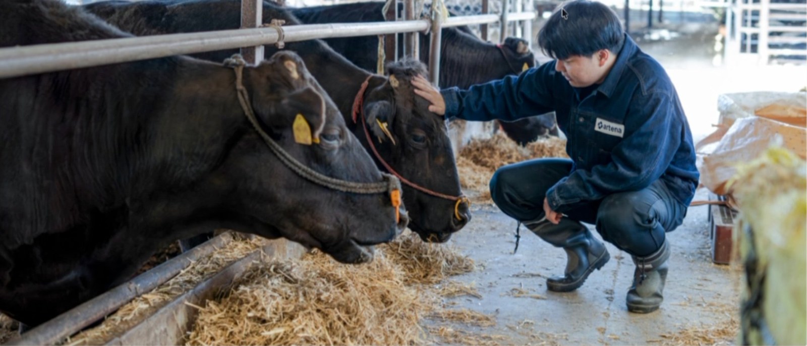 Our own wagyu farm in Miyazaki — Wagyu King Halal Tsutenkaku Restaurant